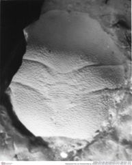 Historisches Foto von Goniodromites sp. (NHMW-AFW-GEO-BACHMAYER-FOTO-1990-0041-1512)